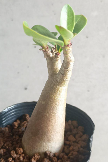 Adenium arabicum 5 Seeds