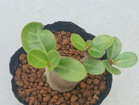 Adenium arabicum 5 Seeds