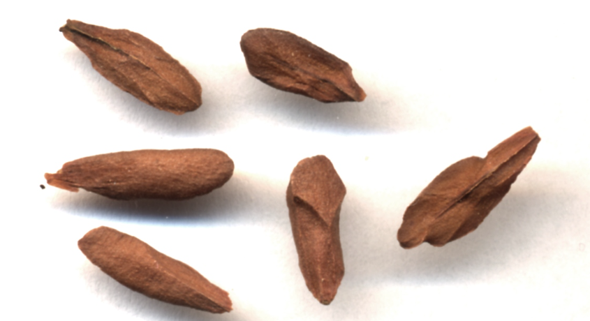 Petopentia natalensis 6 Seeds