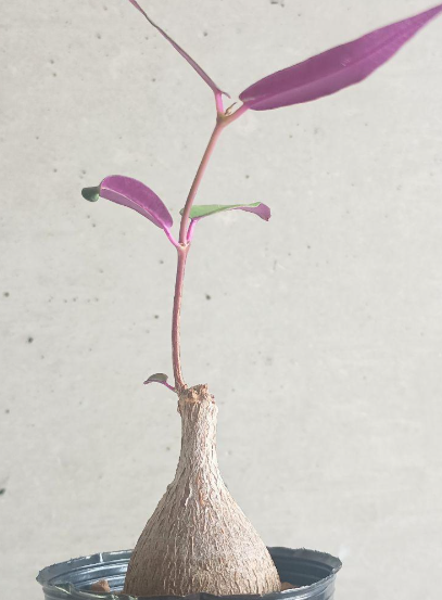 Petopentia natalensis 6 Seeds