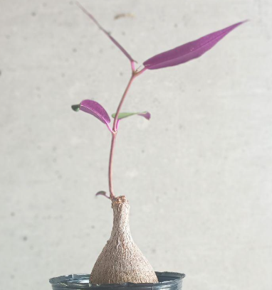 Petopentia natalensis 6 Seeds
