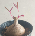 Petopentia natalensis 6 Seeds