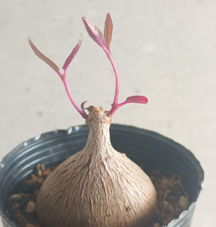 Petopentia natalensis 6 Seeds