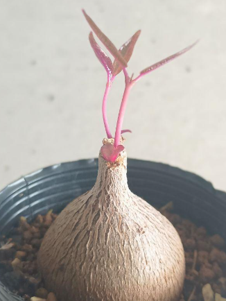 Petopentia natalensis 6 Seeds
