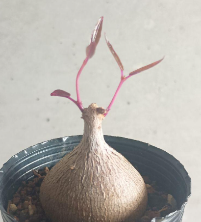 Petopentia natalensis 6 Seeds