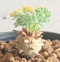 Monsonia peniculina ( Sarcocaulon ) 3 Seeds