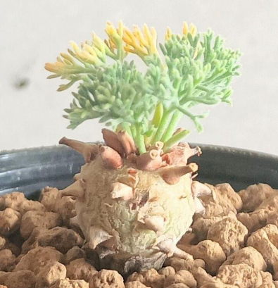 Monsonia peniculina ( Sarcocaulon ) 3 Seeds