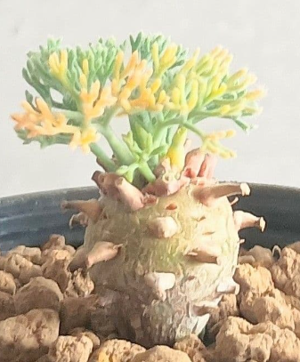 Monsonia peniculina ( Sarcocaulon ) 3 Seeds