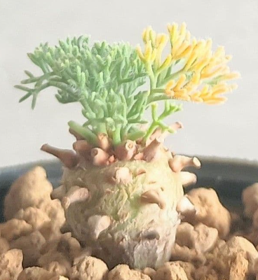 Monsonia peniculina ( Sarcocaulon ) 3 Seeds