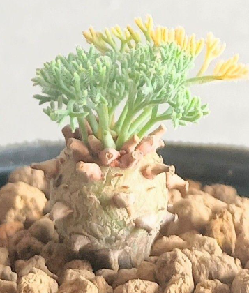 Monsonia peniculina ( Sarcocaulon ) 3 Seeds