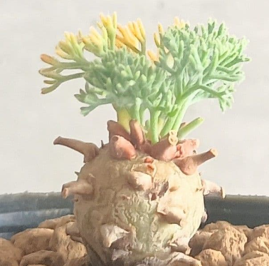 Monsonia peniculina ( Sarcocaulon ) 3 Seeds