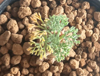 Monsonia peniculina ( Sarcocaulon ) 3 Seeds