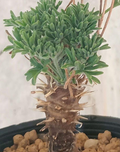 Pelargonium hirtum 3 Seeds