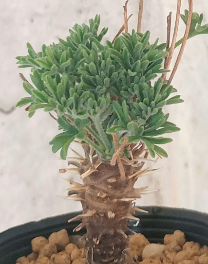 Pelargonium hirtum 3 Seeds