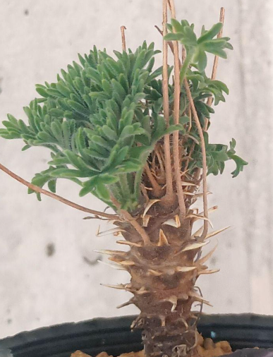 Pelargonium hirtum 3 Seeds