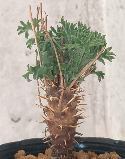 Pelargonium hirtum 3 Seeds