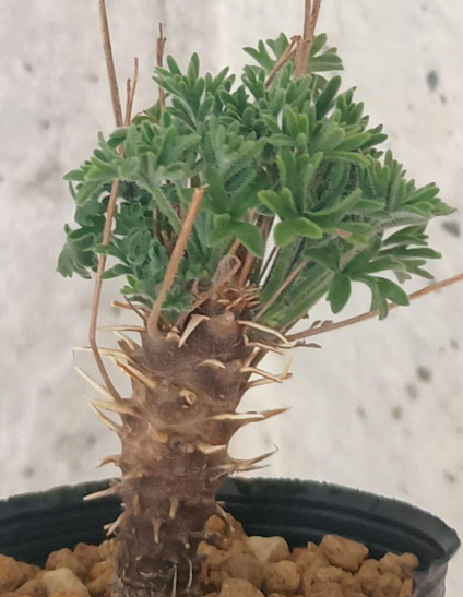 Pelargonium hirtum 3 Seeds
