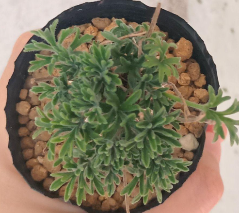 Pelargonium hirtum 3 Seeds