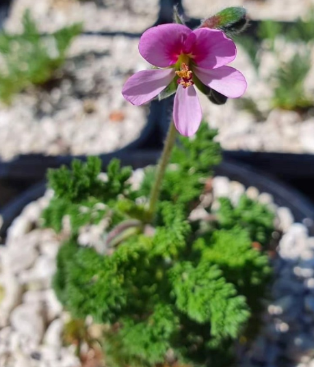 Pelargonium hirtum 3 Seeds