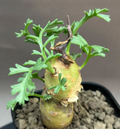 Pelargonium parviflorum 3 Seeds