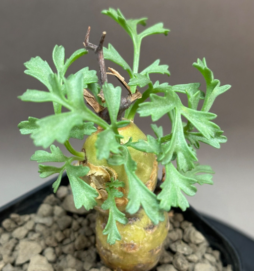 Pelargonium parviflorum 3 Seeds