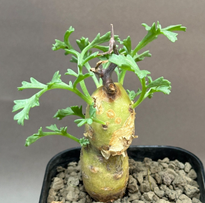 Pelargonium parviflorum 3 Seeds