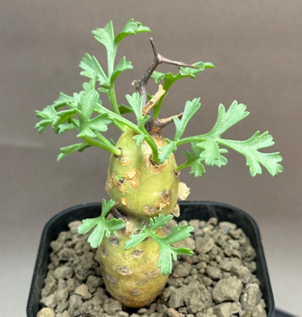 Pelargonium parviflorum 3 Seeds