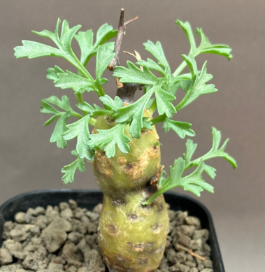 Pelargonium parviflorum 3 Seeds