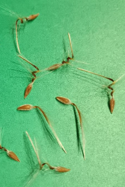 Pelargonium parviflorum 3 Seeds