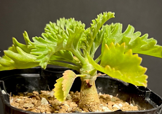 Pelargonium laxum 3 Seeds