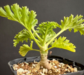 Pelargonium laxum 3 Seeds
