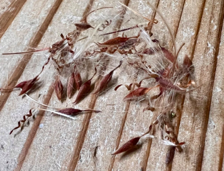 Pelargonium laxum 3 Seeds