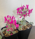 Pelargonium incrassatum 3 Seeds