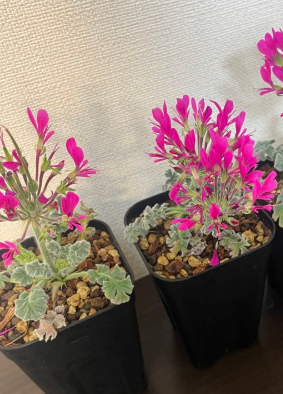 Pelargonium incrassatum 3 Seeds