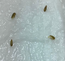 Pelargonium incrassatum 3 Seeds
