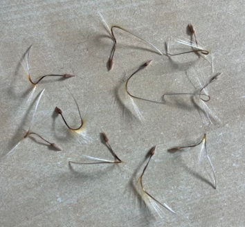 Pelargonium incrassatum 3 Seeds