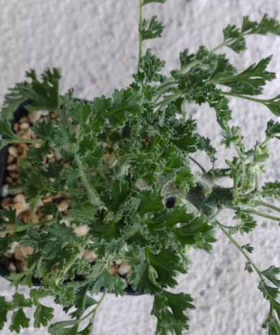Pelargonium Alternans 3 Seeds