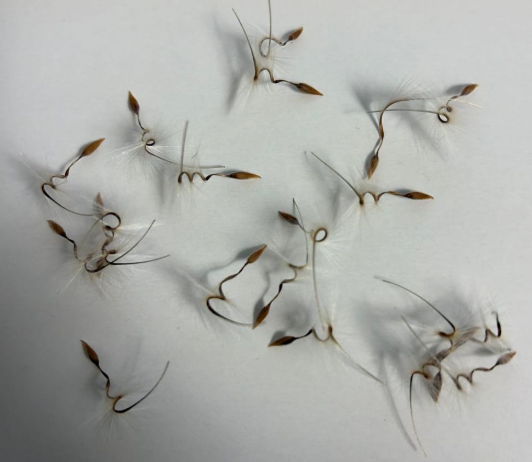 Pelargonium lobatum 3 Seeds