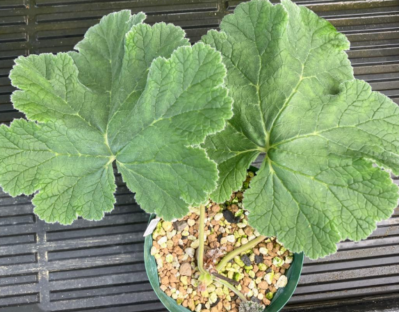 Pelargonium lobatum 3 Seeds