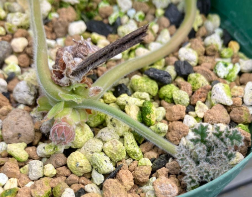 Pelargonium lobatum 3 Seeds