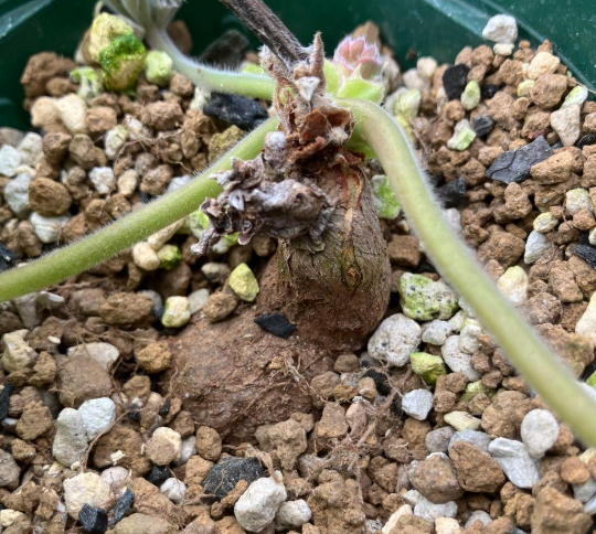 Pelargonium lobatum 3 Seeds