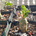 Pelargonium klinghardtense 3 Seeds