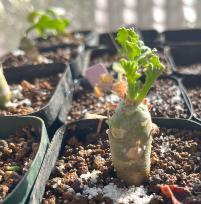 Pelargonium klinghardtense 3 Seeds