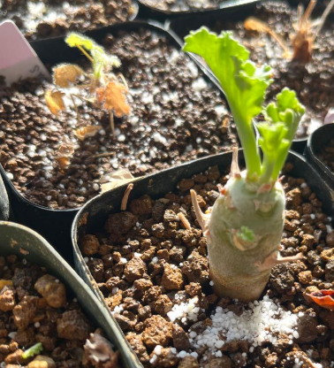 Pelargonium klinghardtense 3 Seeds