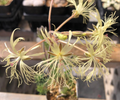 Pelargonium bowkeri 3 Seeds