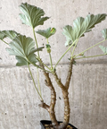 Pelargonium echinatum 3 Seeds