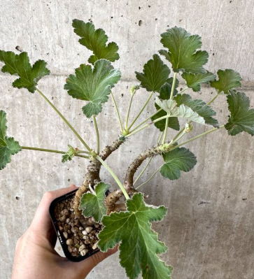 Pelargonium echinatum 3 Seeds