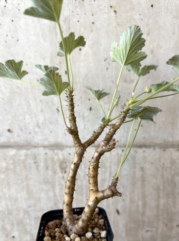Pelargonium echinatum 3 Seeds