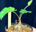 Pelargonium luridum 3 Seeds