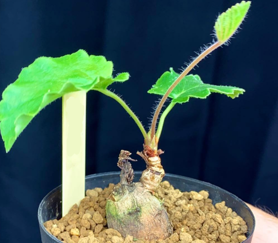 Pelargonium luridum 3 Seeds